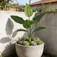 thumbnail image 1 of Lunxisen 3 Pcs Indoor Courtyard Decor Artificial Banana Monstera Philodendron Leaf Ornament Home Garden Tropical Greenery Decorative Piece, 1 of 7