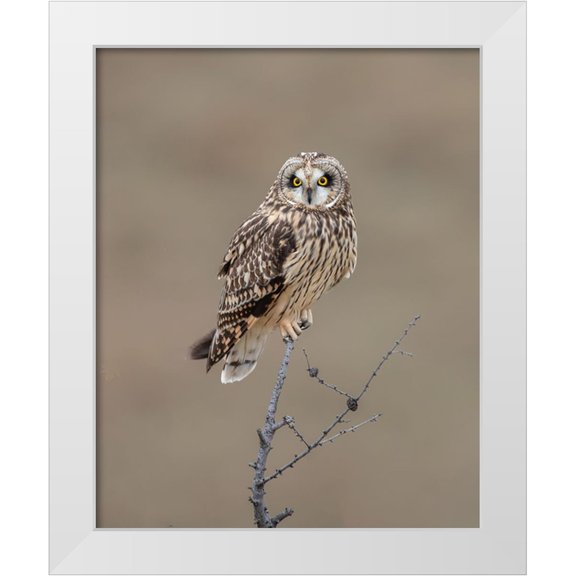 Luo, Donald 12x14 White Modern Wood Framed Museum Art Print Titled - Short-Eared Owl
