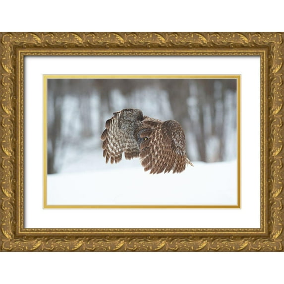 Luo, Jim 24x17 Gold Ornate Wood Framed with Double Matting Museum Art Print Titled - Great Grey Owl
