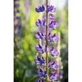 thumbnail image 1 of Lupin in Blossom Tynehead Park - Surrey British Columbia Canada Poster Print - 24 x 38 in. - Large, 1 of 1