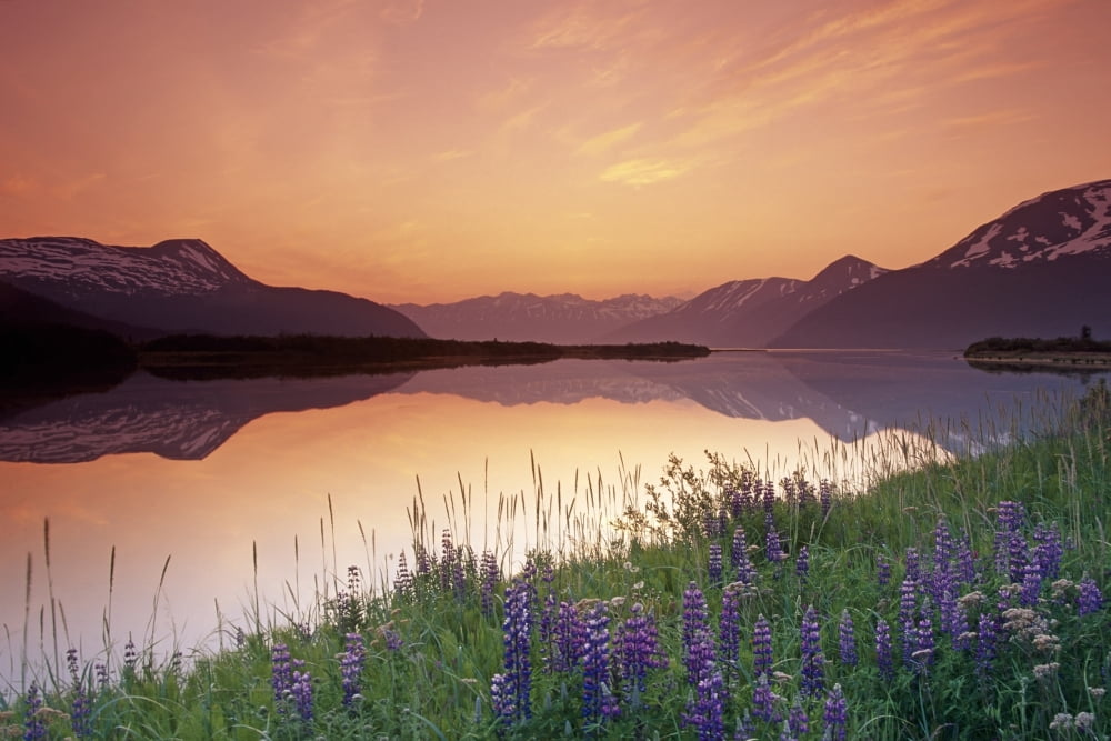 Lupine At Sunset Along Turnagain Arm Chugach Nf Ak Canvas Art - Michael DeYoung Design Pics (34 x 22)