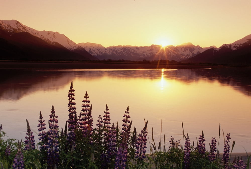 Lupine At Sunset Along Turnagain Arm Chugach Nf Ak Canvas Art - Michael DeYoung Design Pics (34 x 22)
