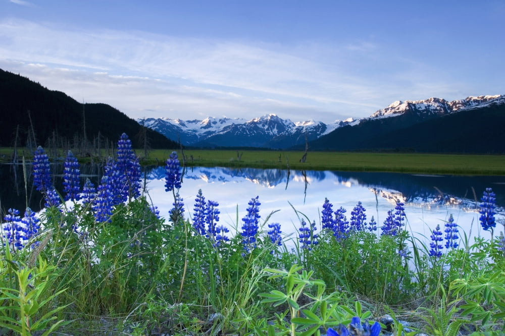 Lupine Blooms Along Pond 20-Mile River Valley Ak Sc Summer Chugach Mtns Canvas Art - Jeff Schultz Design Pics (17 x 11)