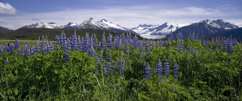 Lupine Blooms In The Wetlands Near Mendenhall Glacier Summer In Southeast Alaska Canvas Art - John Hyde Design Pics (21 x 9)