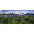thumbnail image 1 of Lupine Blooms In The Wetlands Near Mendenhall Glacier. Summer In Southeast Alaska. Poster Print (21 x 9), 1 of 1