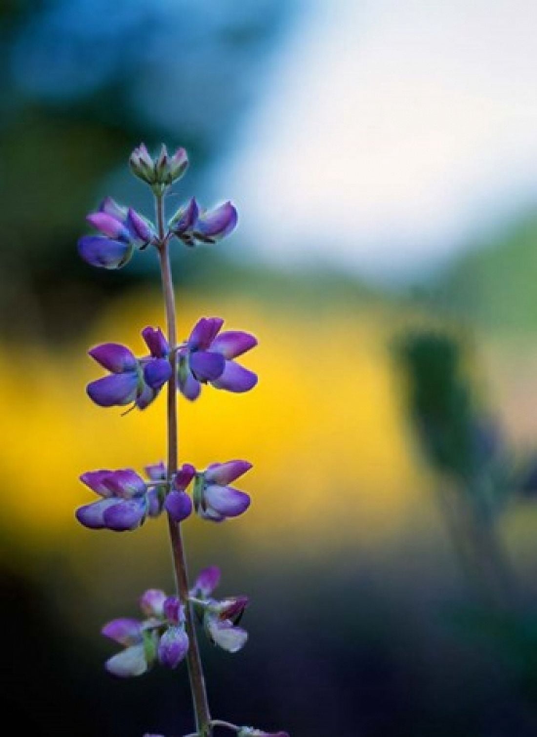 Lupine Flower Blossoms Canvas Art - Panoramic Images (12 x 17)