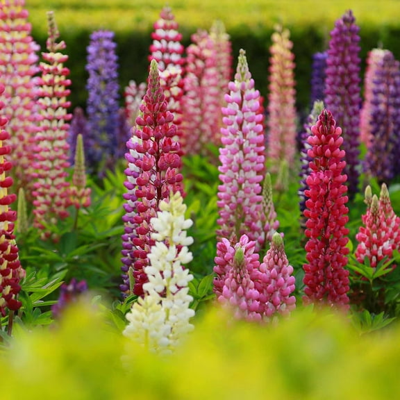 Lupine Russell Strain Mixture Seeds 4 Oz ~5,600 Seeds – Non-GMO, Heirloom, Perennial Wildflower for Gardens, Borders, Pollinator Habitats