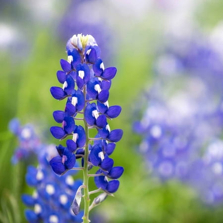 Lupine Flower Garden Seeds - Texas Blue Bonnet - 4 Oz - Perennial Flower Gardening Seeds - Bluebonnet Wildflower - Lupinus texensis