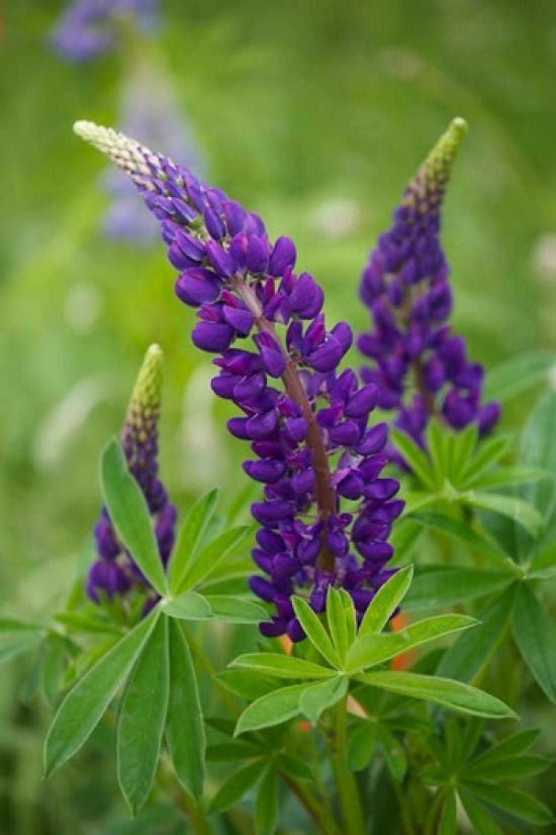 Lupine Flowers Canvas Art - Jaynes Gallery DanitaDelimont (24 x 36)