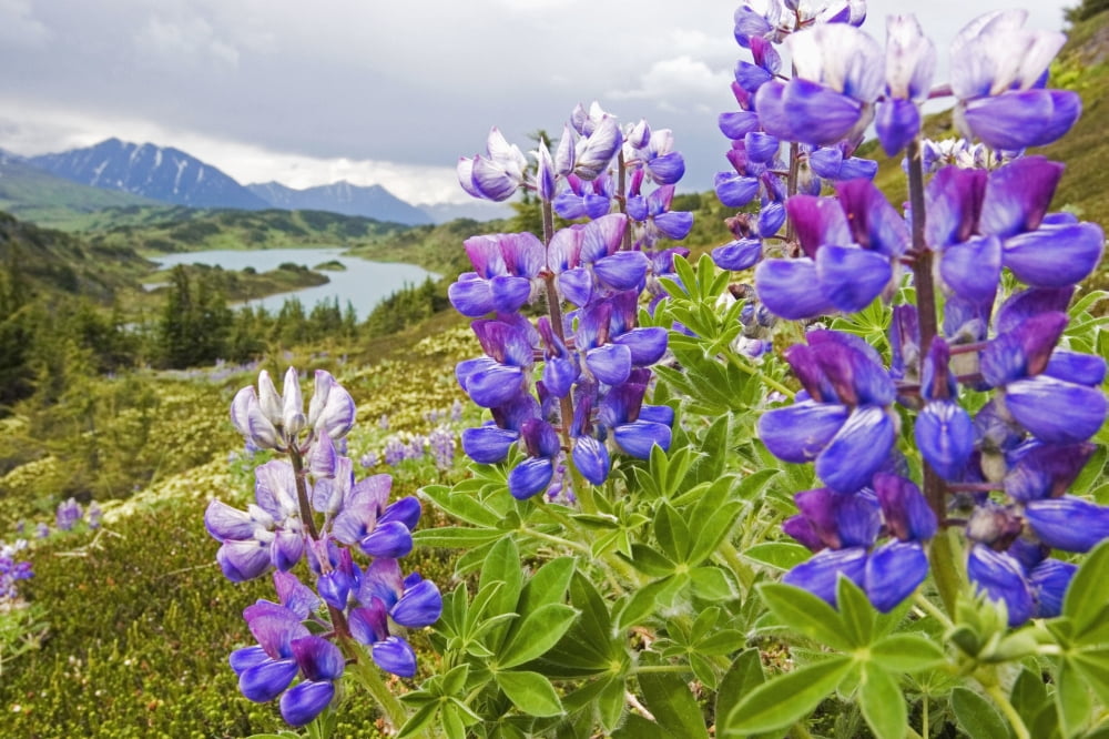 Lupine Flowers Near Lost Lake Seward Alaska Chugach National Forest Southcentral Summer Canvas Art - Doug Demarest Design Pics (38 x 24)