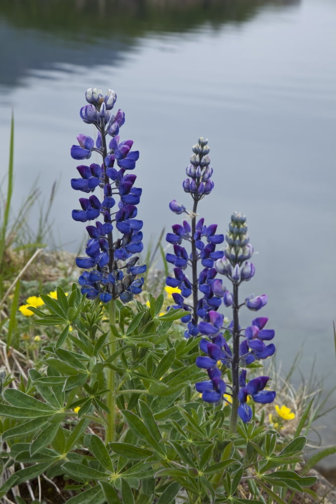 Lupine Flowers Southwest Alaska Summer Canvas Art - John Delapp Design Pics (12 x 18)