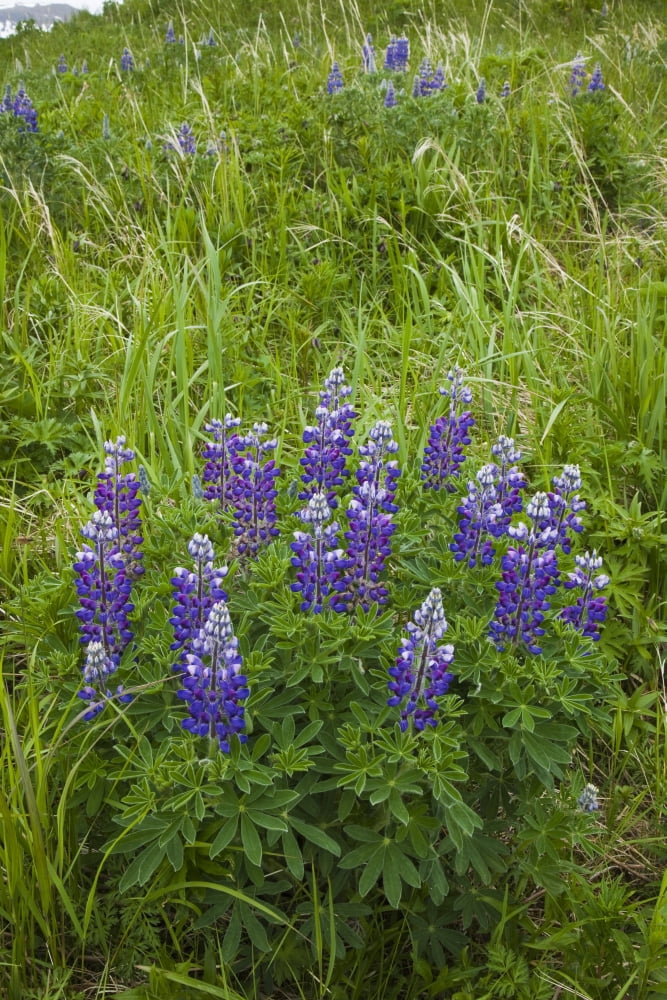 Lupine Flowers Southwest Alaska Summer Canvas Art - John Delapp Design Pics (24 x 36)