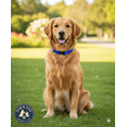 thumbnail image 1 of Lupine Pet 2 Hole Adjustable Nylon Replacement Dog Collar Strap 3/4 inch, Blue, 1 of 6