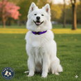 thumbnail image 1 of Lupine Pet 2 Hole Adjustable Nylon Replacement Dog Collar Strap 3/4 inch, Purple, 1 of 5