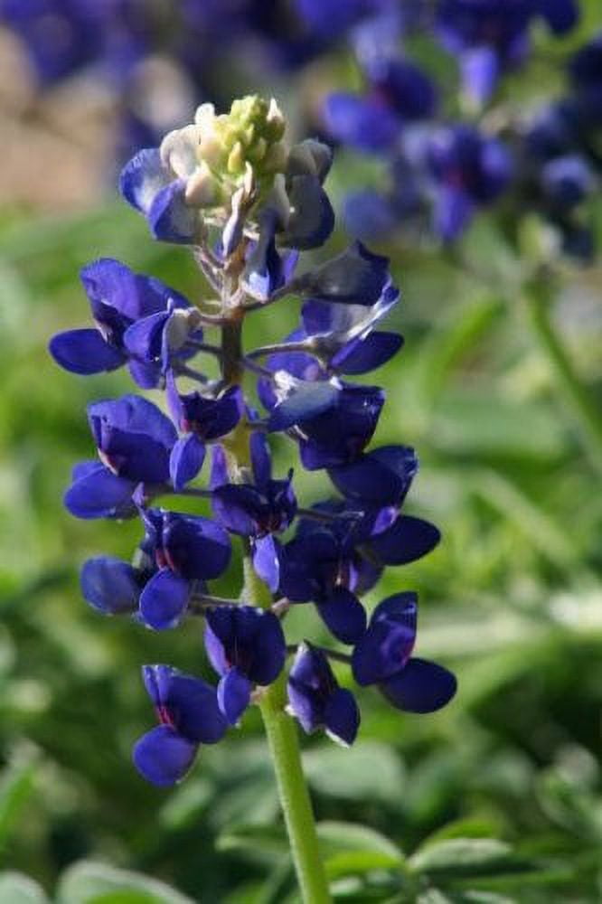 Texas Lupine Flower Seeds - 1000+ Seeds, Perennial, Drought-Tolerant Ornamental Bluebonnet For Planting