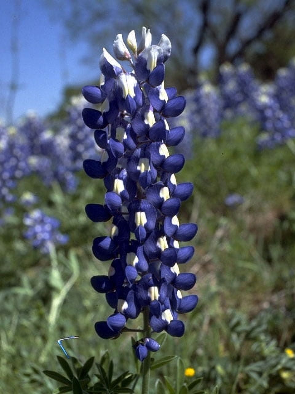 Lupine Texas Bluebonnet Nice Garden Flower By Seed Kingdom BULK 1 Lb Seeds