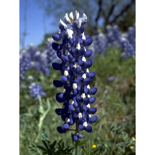 Lupine Texas Nice Garden Flower By Seed Kingdom BULK 1 Lb