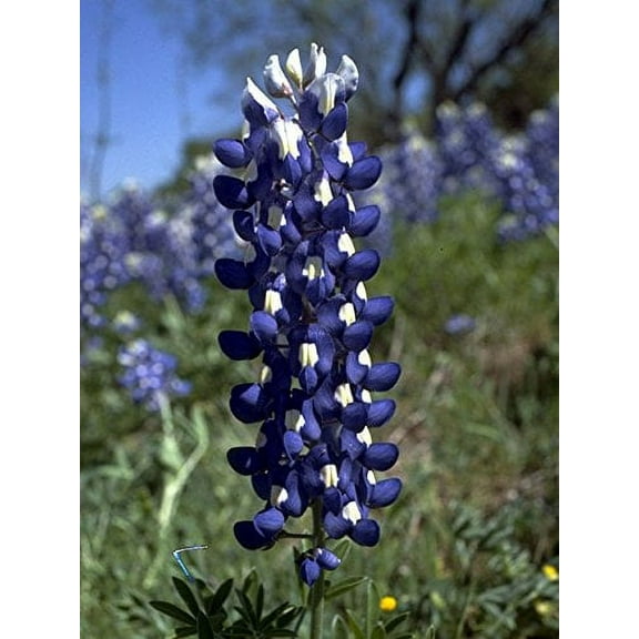 Lupine Texas Bluebonnet Nice Garden Flower by Seed Kingdom 1/4 Lb Seeds