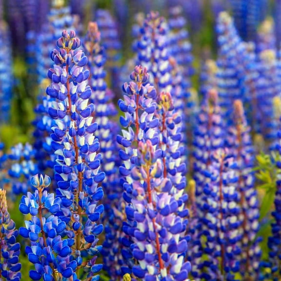 Lupine WILD 50 Seeds - Mother Nature's Seeds - Wildflower Seeds - Flower Seeds for Planting - Non-GMO