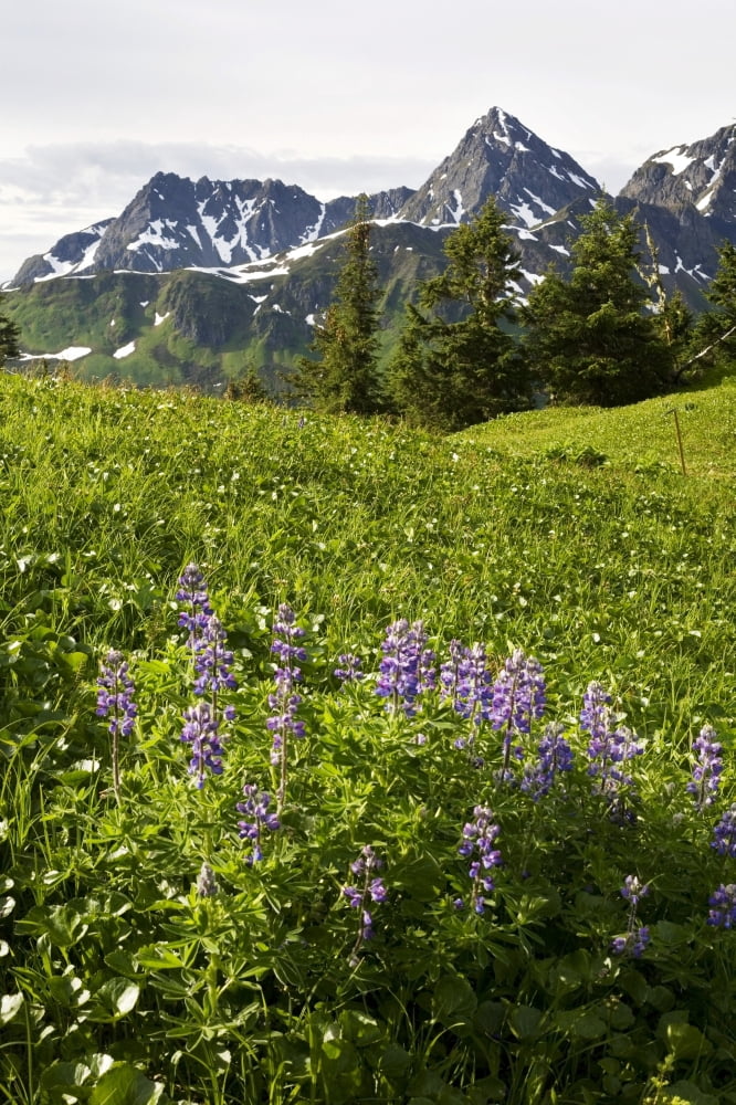 Lupine Wildfolwers In High Alpine Meadow On Eagle Peak Admiralty Island Southeast Alaska Summer Canvas Art - Joel Bennett Design Pics (12 x 19)