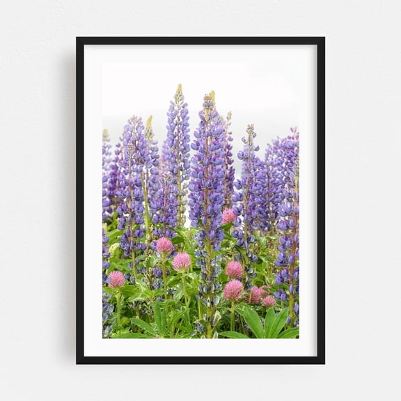 Lupine and Clover - Photography Floral Flowers Nature Garden Botanical Summer Scenic Black Framed Wall Art Print 12 x 16 inches
