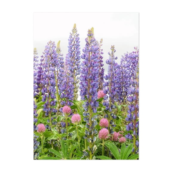 Lupine and Clover - Photography Floral Flowers Nature Garden Botanical Summer Scenic Unframed Wall Art Print 5 x 7 inches