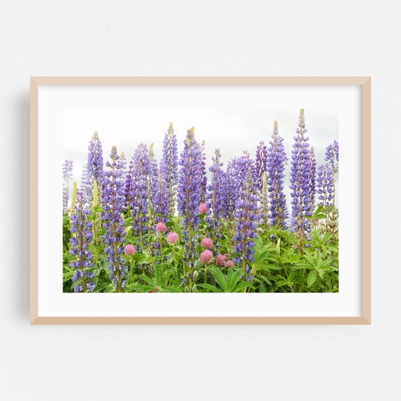 Lupine and Clover - Puyallup Washington Photography Floral Flowers Botanical Garden Nature Scenic Pastoral Oak Framed Wall Art Print 24 x 36 inches