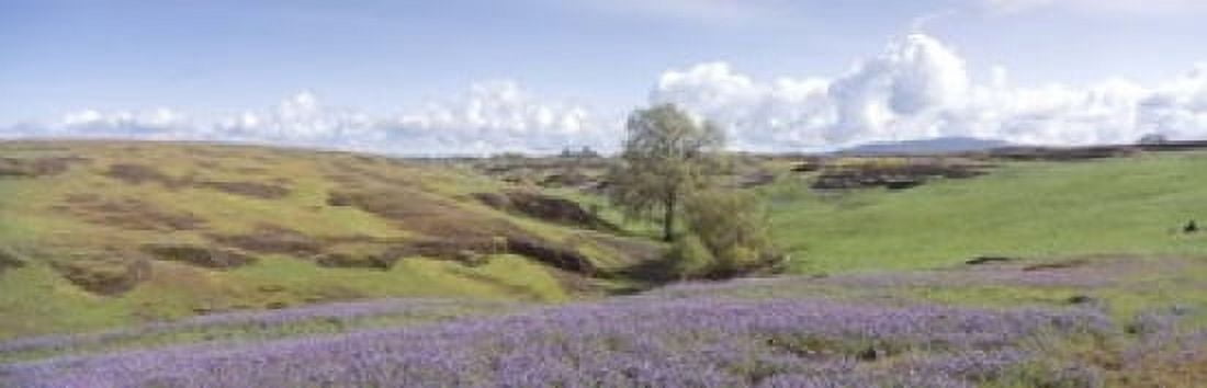 Lupine field with mountain in the background Table Mountain Sierra Foothills California USA Canvas Art - Panoramic Images (18 x 6)