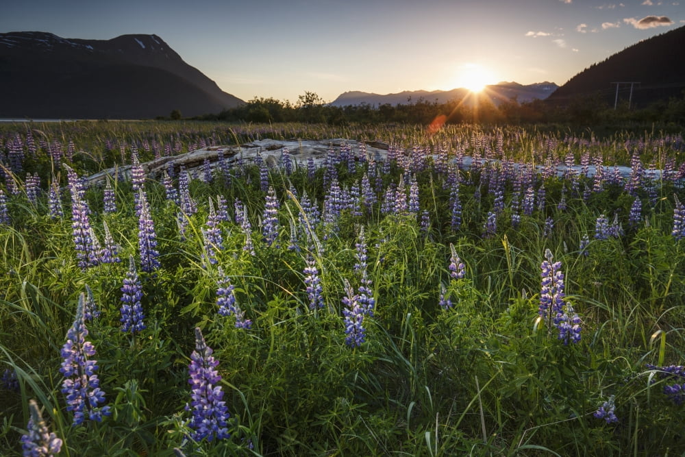 Lupine flowers at sunset over the Chugach Mountains along Turnagain Arm in Southcentral Alaska Canvas Art - Jeff Schultz Design Pics (38 x 24)