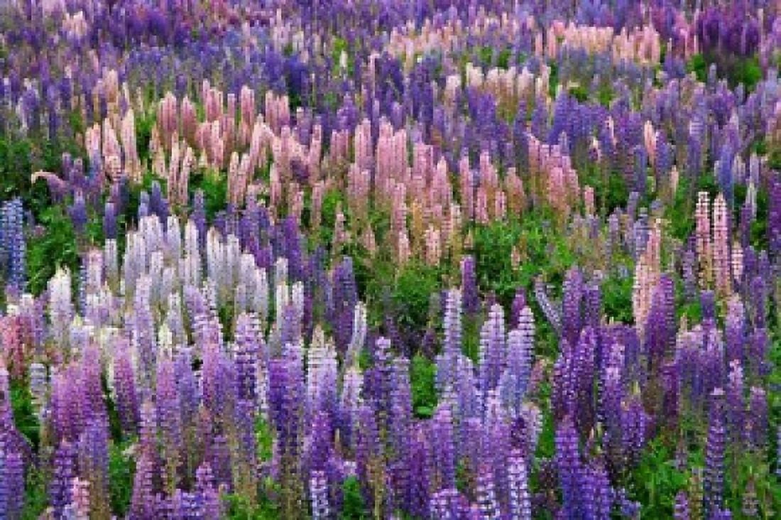 Lupine flowers in Fiordland National Park South Island New Zealand Canvas Art - Jaynes Gallery DanitaDelimont (25 x 17)