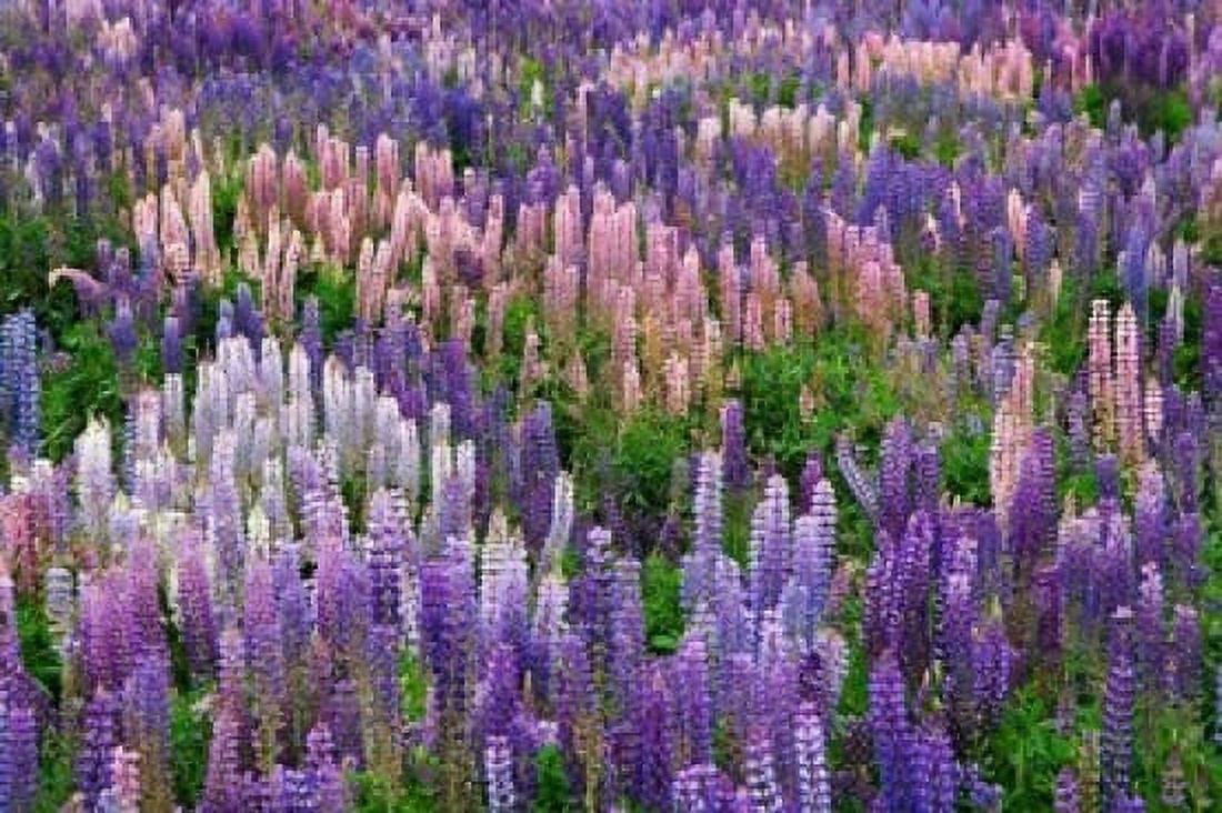 Lupine flowers in Fiordland National Park South Island New Zealand Canvas Art - Jaynes Gallery DanitaDelimont (36 x 24)