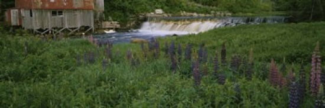 Lupine flowers in a field Petite River Nova Scotia Canada Canvas Art - Panoramic Images (18 x 6)