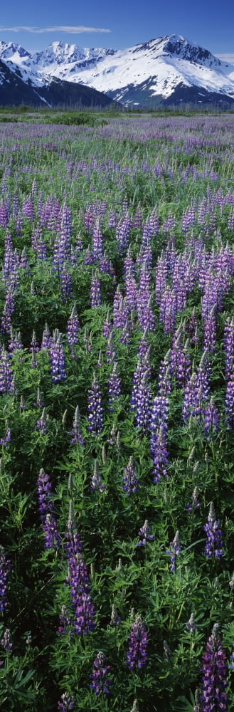 Lupine flowers in bloom Turnagain Arm Alaska USA Canvas Art - Panoramic Images (12 x 36)