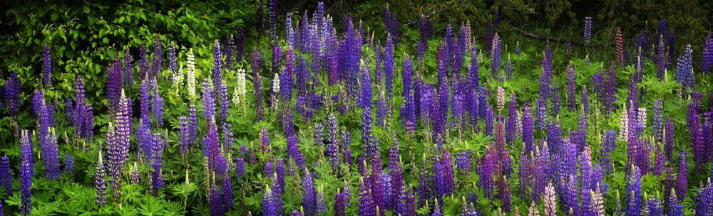 Lupine flowers near Thunder Bay Ontario Canada Canvas Art - Panoramic Images (27 x 9)