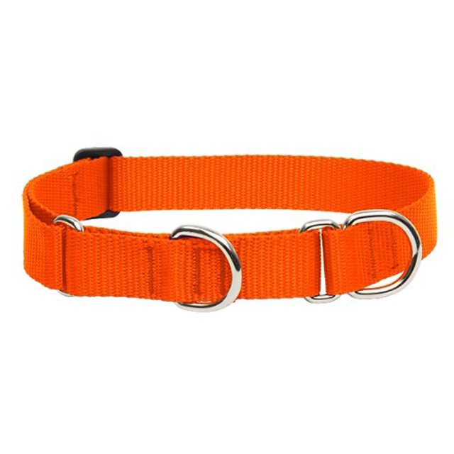 LupinePet Basics 1" Blaze Orange 1927" Martingale Collar for Large