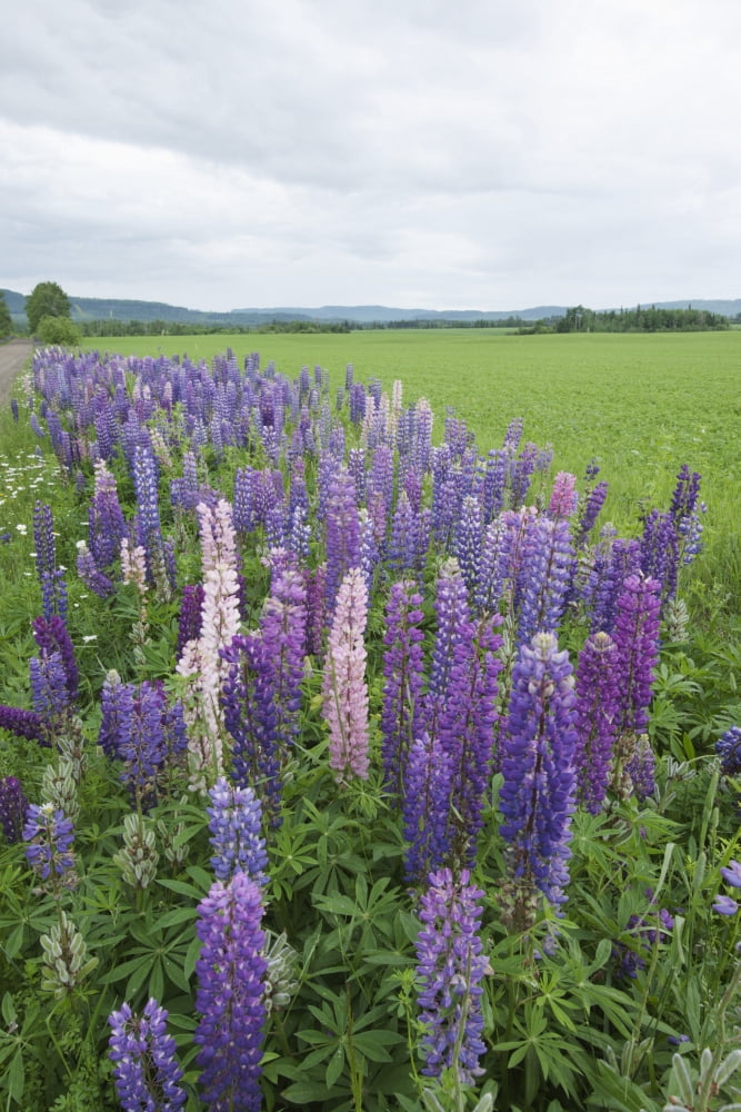 Lupines In A Field With Mountains In The Distance Thunder Bay Ontario Canada Canvas Art - Susan Dykstra  Design Pics (24 x 38)