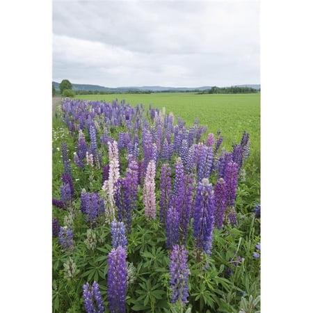Lupines In A Field with Mountains In The Distance - Thunder Bay, Ontario, Canada Poster Print, 12 x 19