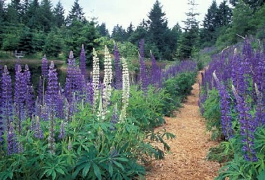 Lupines by a Pond Kitty Coleman Woodland Gardens Comox Valley Vancouver Island British Columbia Canvas Art - Brent Bergherm DanitaDelimont (36 x 24)