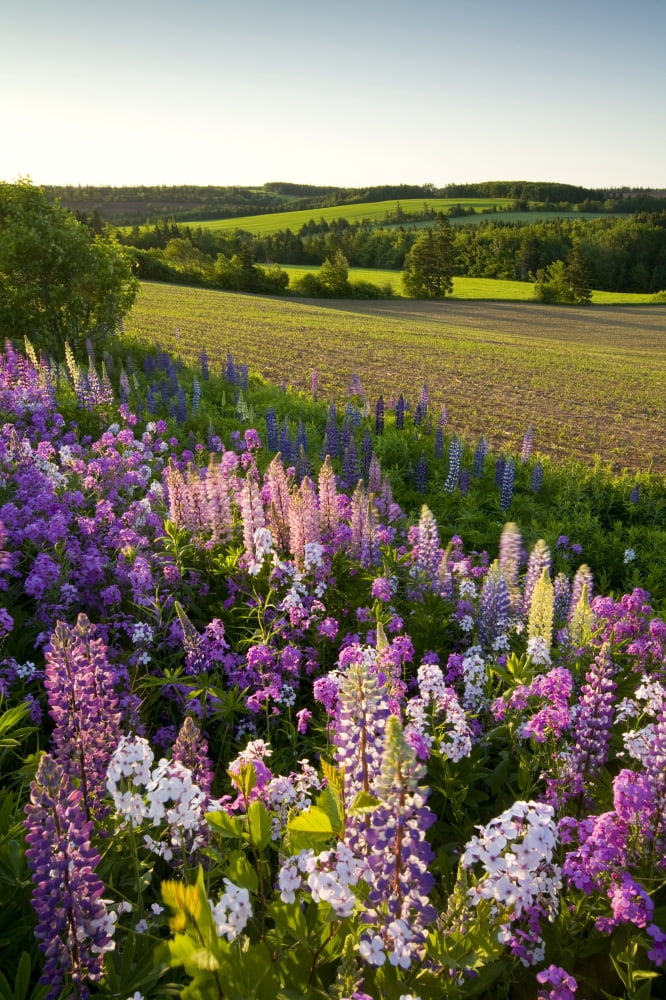 Lupins And Phlox Flowers Clinton Prince Edward Island Canvas Art - John Sylvester Design Pics (22 x 34)