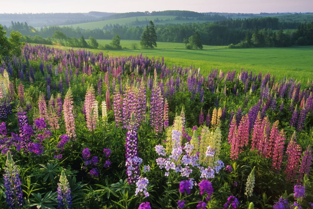 Lupins Clinton Prince Edward Island Canvas Art - John Sylvester Design Pics (17 x 11)