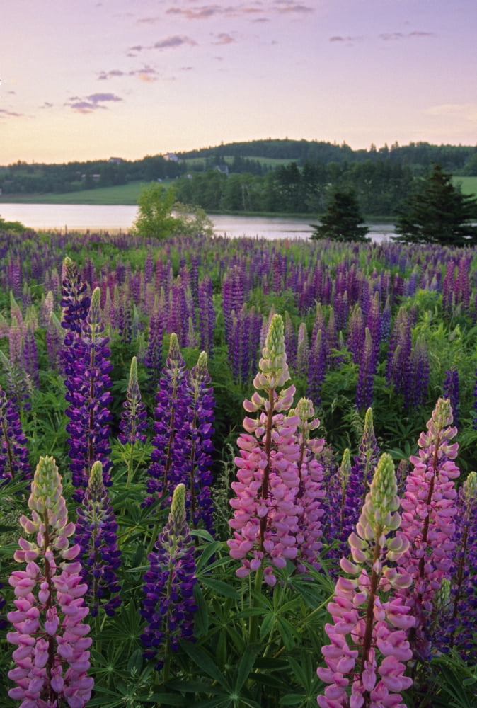 Lupins New Glasgow Prince Edward Island Canvas Art - John Sylvester Design Pics (11 x 17)