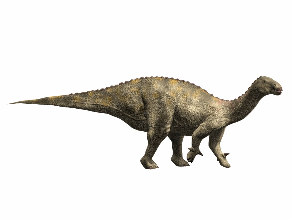 Lurdusaurus arenatus Early Cretaceous of Niger Canvas Art - Nobumichi TamuraStocktrek Images (33 x 25)