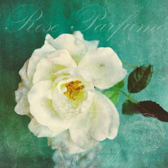 Luscious Petals Canvas Art - Cristin Atria (24 x 24)