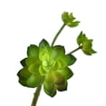 thumbnail image 1 of Lush Artificial Succulent Echeveria Stem, Green, 9-Inch, 1 of 1