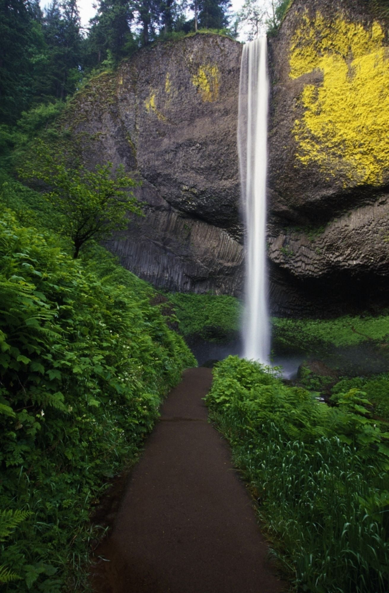 Lush Foliage Along Path To Latourell Falls Canvas Art - Natural Selection Craig Tuttle Design Pics (24 x 36)
