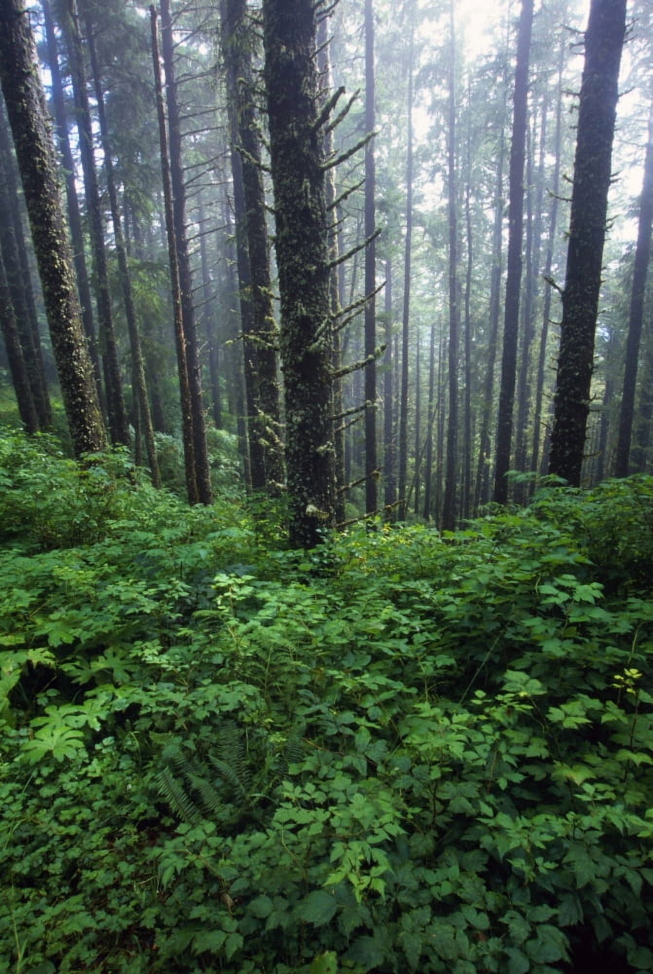 Lush Foliage And Bare Trees In Fog Canvas Art - Natural Selection Craig Tuttle Design Pics (24 x 36)