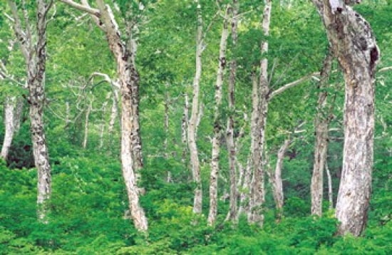 Lush Forest Canvas Art - Panoramic Images (36 x 24)