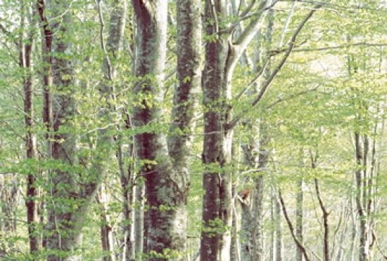 Lush Forest Canvas Art - Panoramic Images (36 x 25)