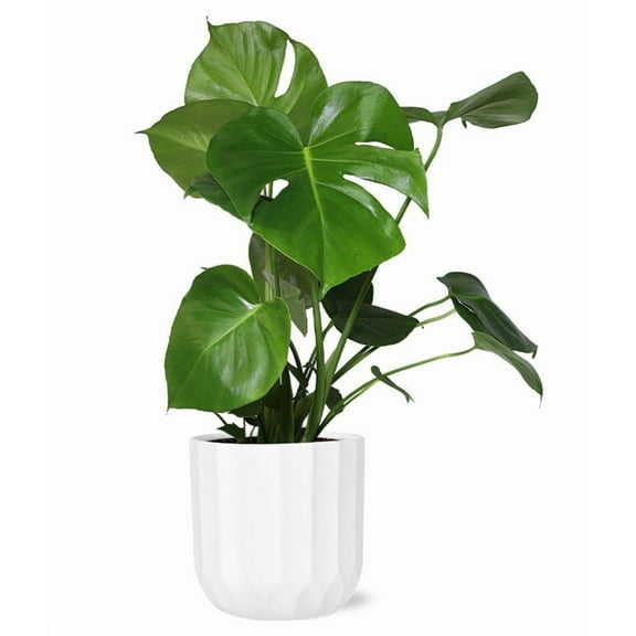 From You Flowers - Lush Monstera Plant for Birthday, Anniversary, Get Well, Congratulations, Thank You, All Occasions