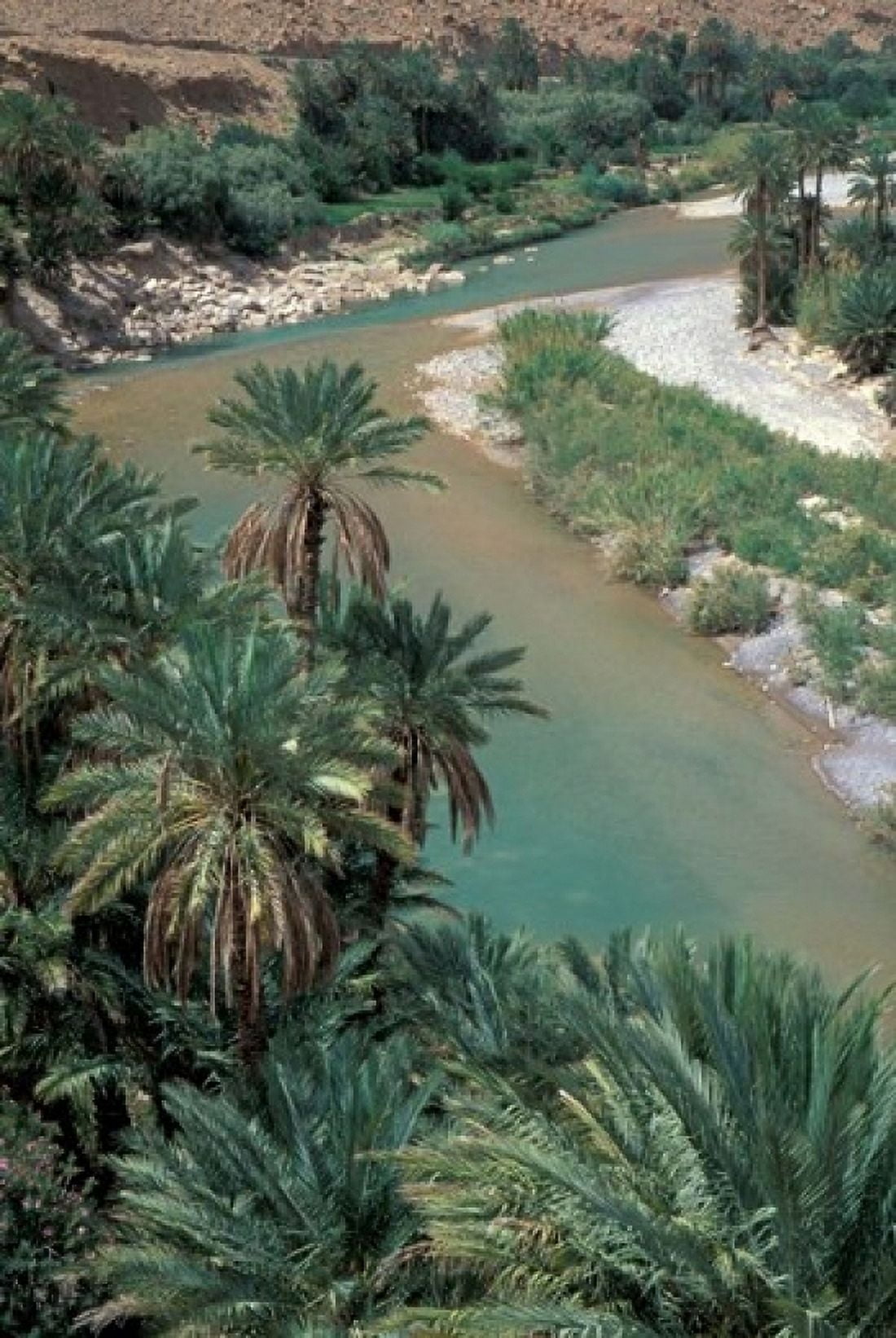 Lush Palms Line the Banks of the Oued (River) Ziz Morocco Canvas Art - John & Lisa Merrill DanitaDelimont (12 x 17)